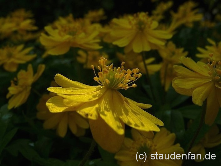 Anemone ranunculoides 'Semiplena' – Bild 3