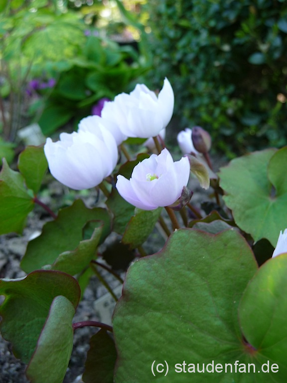 Jeffersonia dubia Gärtnerei Staudenfan