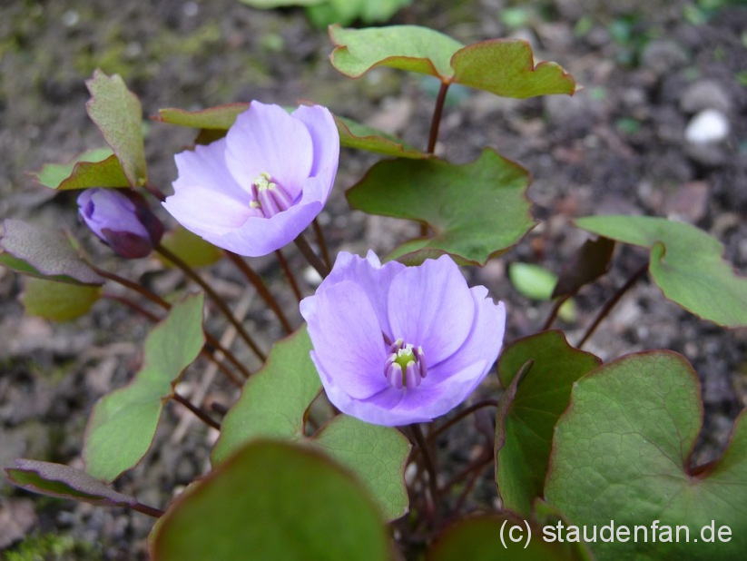 Jeffersonia dubia