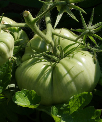 Noch grüne Tomaten Früchte von Brandywine Glicks.