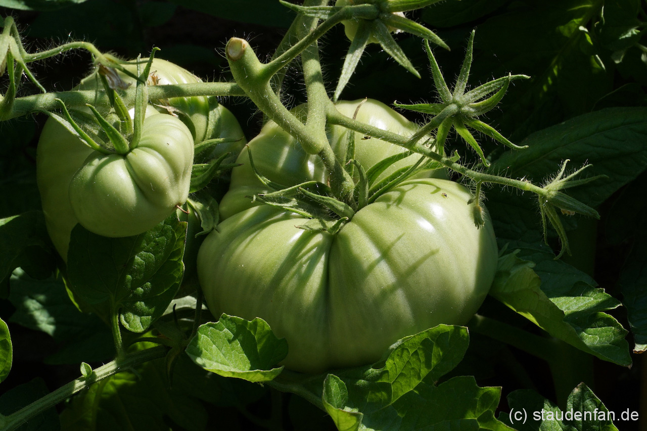 Noch grüne Tomaten Früchte von Brandywine Glicks.