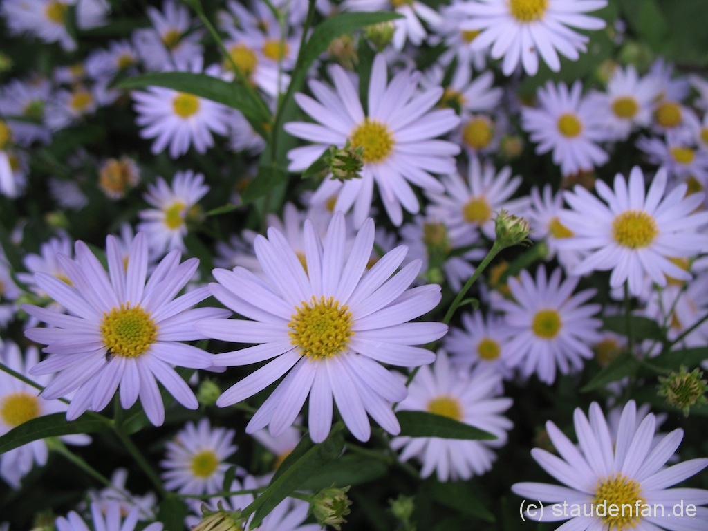 Kalimeris incisa ‚Jürgen Wever’ – Bild 2