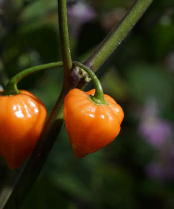 Kleine Chilischoten aber ganz schön scharf: Chili Golden Lantern.