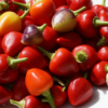 Kleine Früchte mit mittlerer Schärfe sind ein Markenzeichen der Chili Tennessee Teardrops.