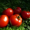 Tomate Kremser Perle