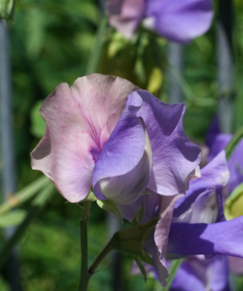 Lathyrus odoratus ‚Erewhon‘ hat geschwungene untere Blütenblätter und duftet schön.