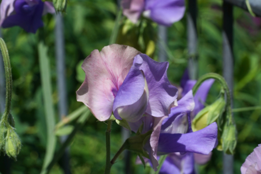 Lathyrus odoratus ‚Erewhon‘ hat geschwungene untere Blütenblätter und duftet schön.