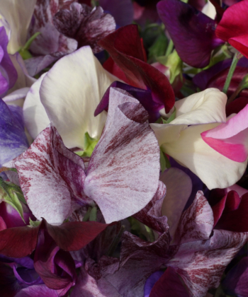 Die beste Freude ist die Vorfreude: Unsere Lathyrus odoratus bunt gemischt.