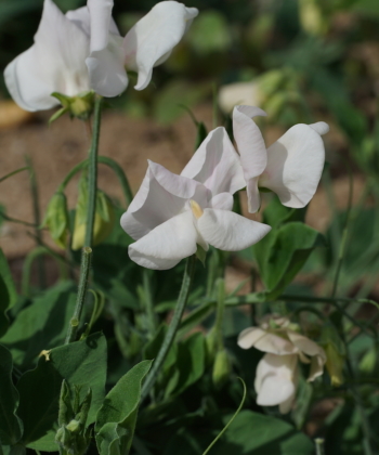 Lathyrus odoratus Cupid White klettert nicht.