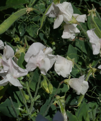 Lathyrus odoratus Cupid White als Bodendecker.