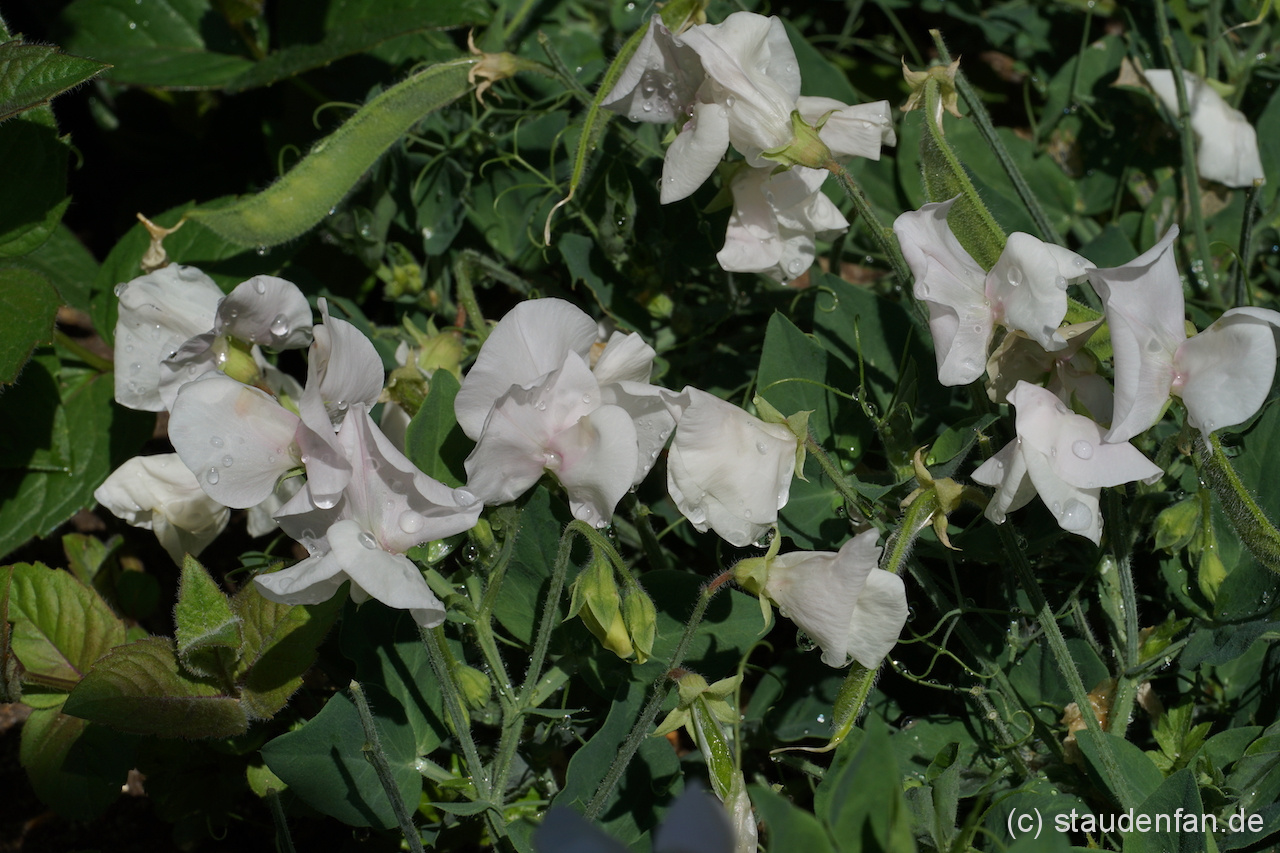 Lathyrus odoratus Cupid White als Bodendecker.