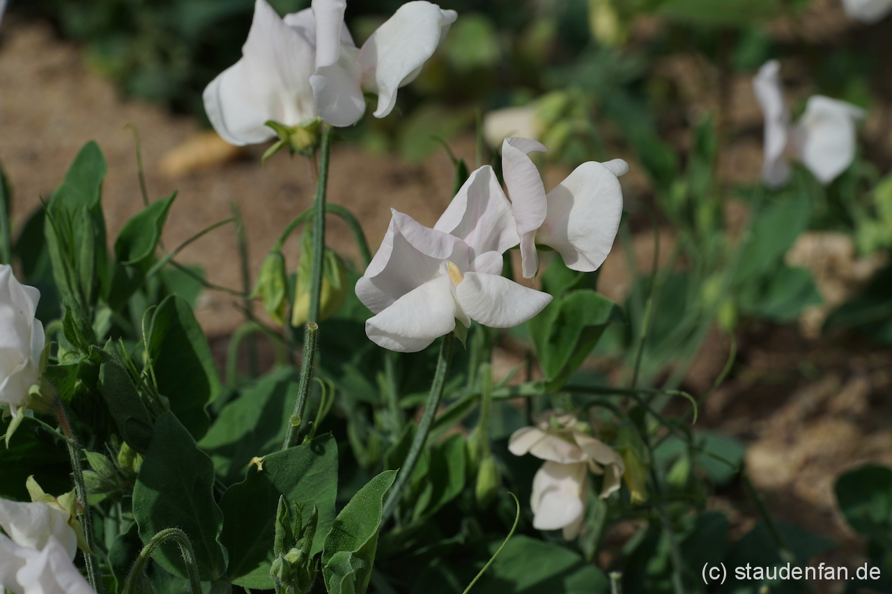 Lathyrus odoratus Cupid White klettert nicht.