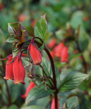 Seemannia x Little Red wurde von John Boggan aus Washington DC gezüchtet.