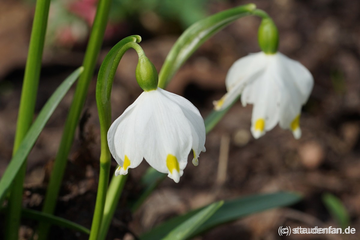 Leucojum vernum var. caparthicum