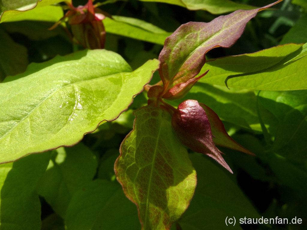 Leycesteria formosa ‘Notbruce’ – Bild 2