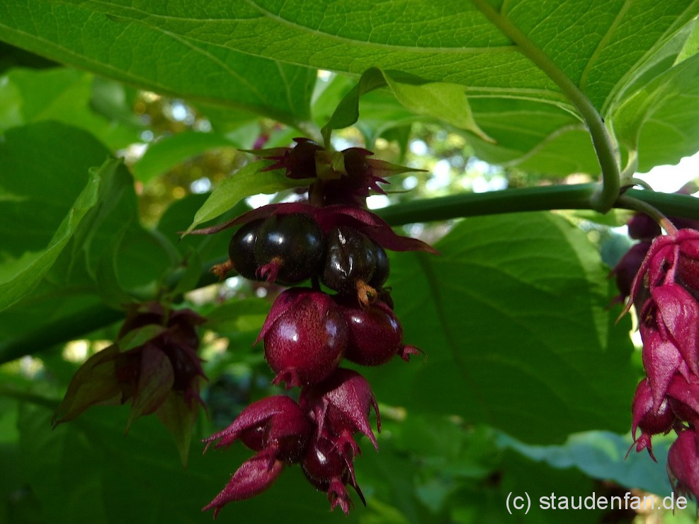Leycesteria formosa ‘Notbruce’ – Bild 3