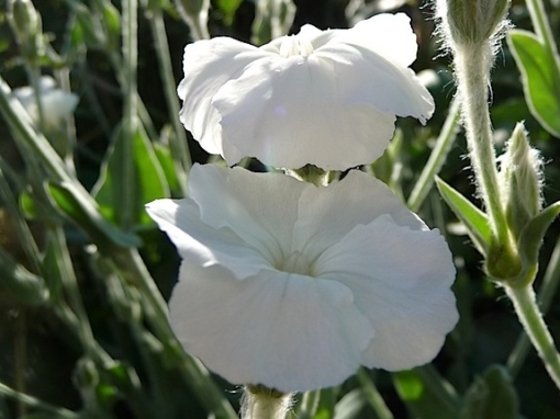 Die Lichtnelke Lychnis coronaria ‚Alba' blüht rein weiß und ist ein mehrjährige Pflanze.
