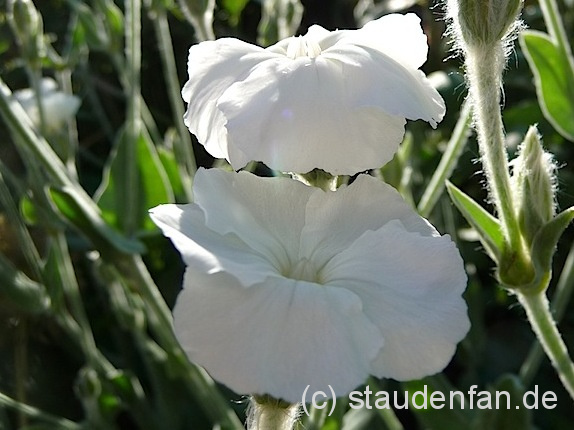 Die Lichtnelke Lychnis coronaria ‚Alba' blüht rein weiß und ist ein mehrjährige Pflanze.