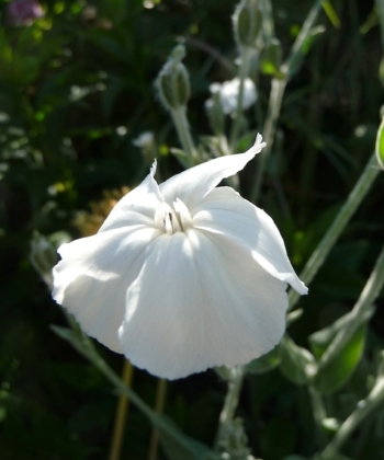 Lychnis coronaria ‚Alba' Weiße Lichtnelke