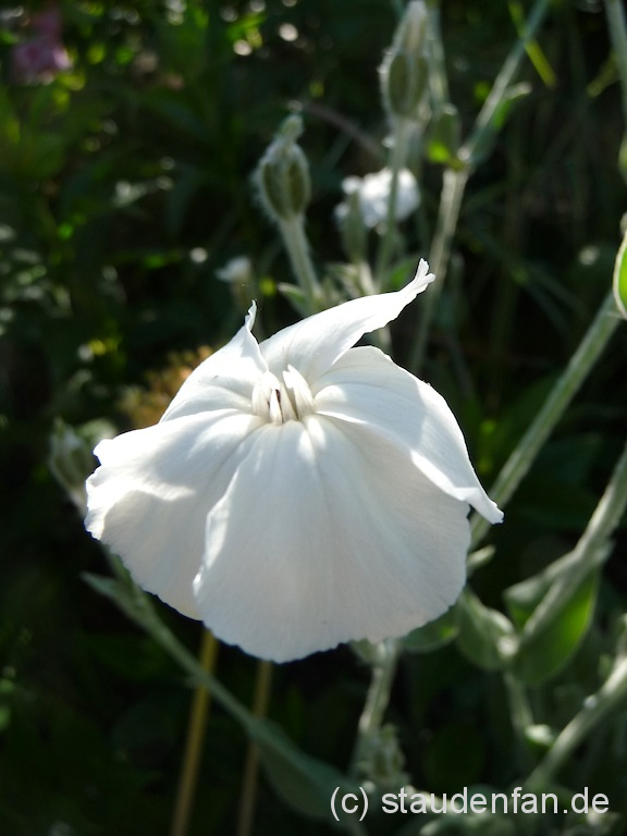 Lychnis coronaria ‚Alba' Weiße Lichtnelke