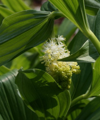 Die japanische Schattenblume (Maianthemum japonicum) überzeugt mit sattgrünem Laub, bogenförmigen Wuchs, nach Frühling duftenden Blüten und attraktivem roten Beerenschmuck.