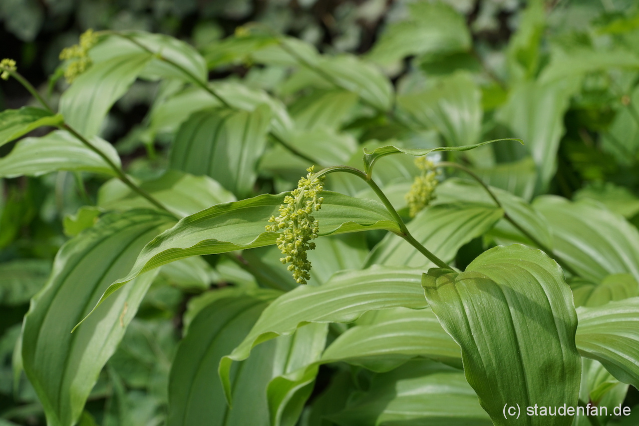 Die Unterart (subspecies) racemosum des Duftsiegels stammt aus dem östlichen Teil des Verbreitungsgebietes von Maianthemum racemosum und zeichnet sich durch einen bogigeren Wuchs und spitzeres Laub aus.