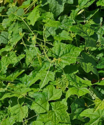 Man kann die Minigurke kletternd oder kriechend anbauen. Melothria scabra.