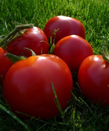 Tomate Marmande