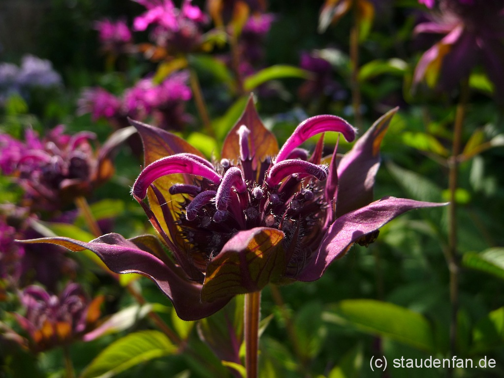 Monarda 'On Parade' ist eine Indianernessel mit unglaublicher Leuchtkraft.