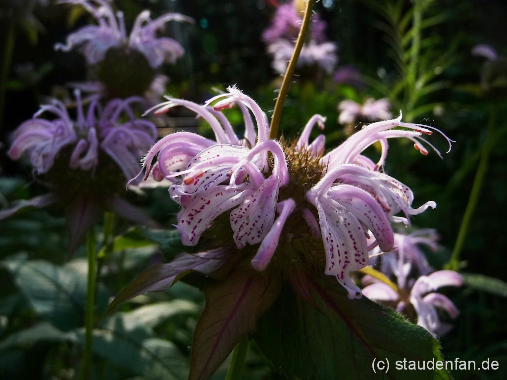 Monarda bradburiana ‚Ozark’