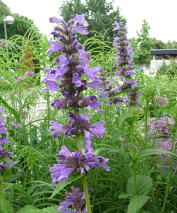 Nepeta kubanica ist eine Wildart der Katzenminze und blüht bei uns im Vorgarten mit großen violetten Blüten.