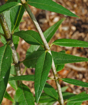 Namensgebend für Silphium trifoliatum (syn. Silphium asteriscus var. trifoliatum) sind die meist wirtelige stehenden drei Laubblätter.