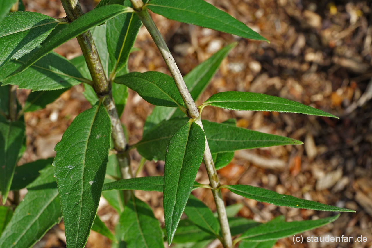 Namensgebend für Silphium trifoliatum (syn. Silphium asteriscus var. trifoliatum) sind die meist wirtelige stehenden drei Laubblätter.
