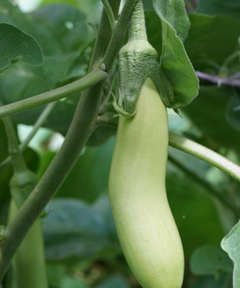 Nicht alle Auberginen sind violett: Thai Long Green ist und bleibt Grün.