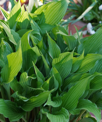 Hosta Razor's Edge Hosta ‘The Razor’s Edge’ – Gärtnerei Staudenfan