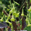 Nicotiana langsdorffii ist wunderbare Bereicherung für die moderne Gartengestaltung und ist nicht schwer zu ziehen.