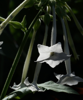 Nicotiana sylvestris (Waldtabak) hat weiße intensiv duftende Blüten und wird in vielen englischen Gärten angepflanzt.