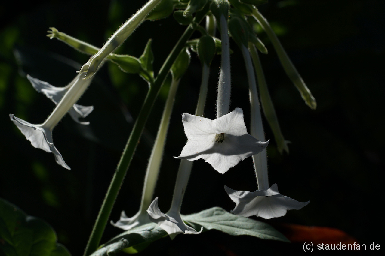 Nicotiana sylvestris (Waldtabak) hat weiße intensiv duftende Blüten und wird in vielen englischen Gärten angepflanzt.