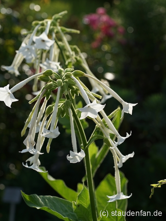 Der Waldtabak Nicotiana sylvestris wird aus Samen gezogen und entwickelt sich zu einer stattlichen prächtig blühenden Pflanze mit starkem Parfum.