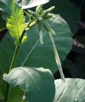Die Blüten des Waldtabaks Nicotiana sylvestris sind groß und werden reichlich an der Pflanze hervorgebracht.