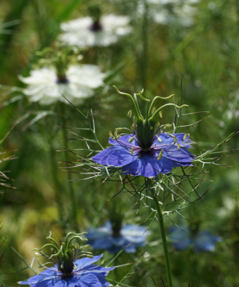 Nigella: unsere blau-weiße Samenmischung für den Garten