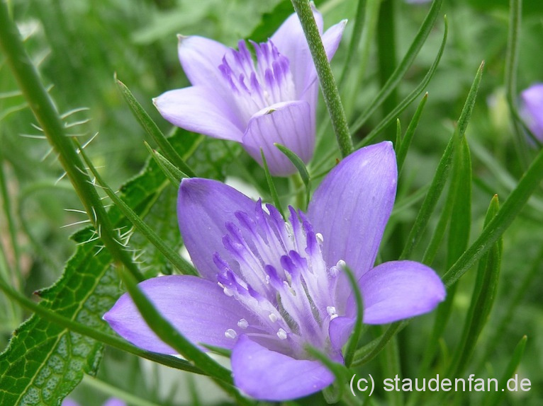 Nigella bucharica ist eine noch recht unbekannte Art des Schwarzkümmels. Hier die Sorte 'Blue Stars'.