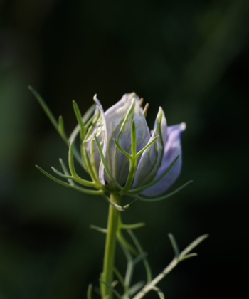 Nigella papillosa 'Curiosity': Eine sich öffnende Knospe dieses Schwarkümmels.