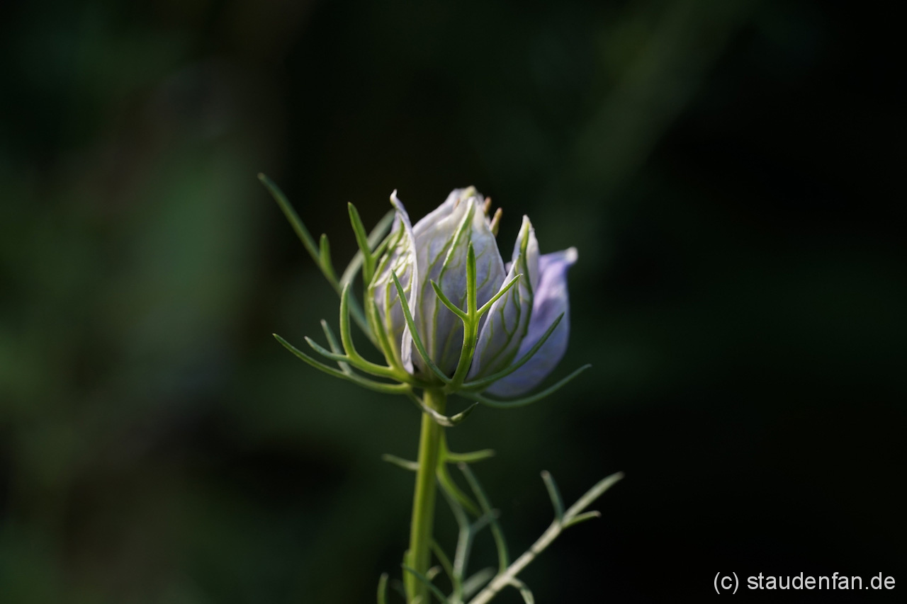 Nigella papillosa 'Curiosity': Eine sich öffnende Knospe dieses Schwarkümmels.