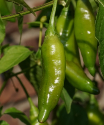 Noch unreife Früchte des Chilis 'Lemon Drop', lassen die reiche Ernte erahnen.