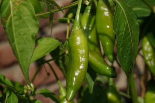 Noch unreife Früchte des Chilis 'Lemon Drop', lassen die reiche Ernte erahnen.