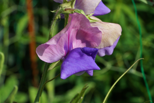 Oft zieht sich bei Lathyrus ‚Erewhon‘ das Blauviolett, der unteren Blütenblätter, in das zarte rosa der Fahne hinein.