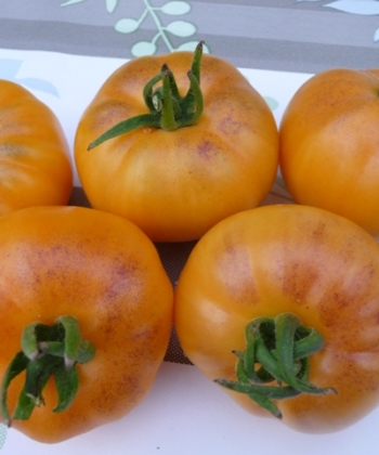 Tomate Orange Fleshed Purple Smudge