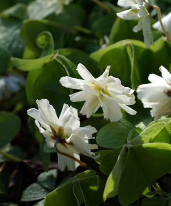 Oxalis griffithii 'Chione' blüht ab Ende Februar und hat vollständig gefüllte Blüten. Wir haben den Sauerklee nach der Nymphe von Chios benannt.