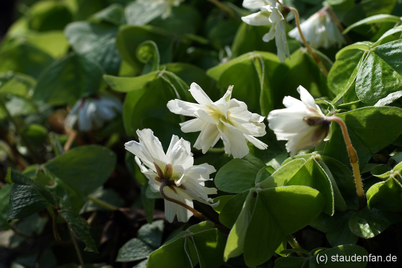 Oxalis griffithii 'Chione' blüht ab Ende Februar und hat vollständig gefüllte Blüten. Wir haben den Sauerklee nach der Nymphe von Chios benannt.